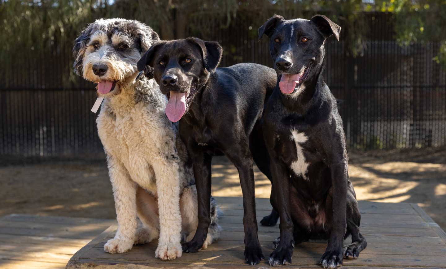 Pet Camp San Francisco