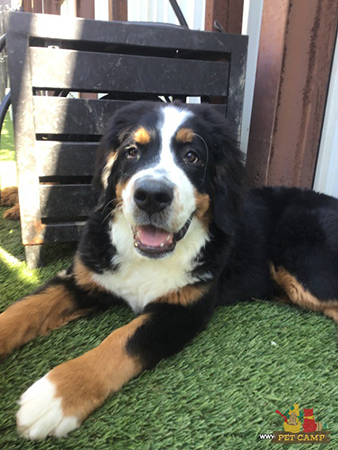 Puppy Daycare Pet Camp