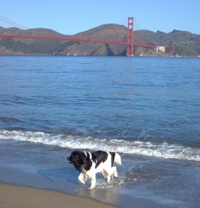 Splash-and-the-Golden-Gate-1-2-289x300.jpg
