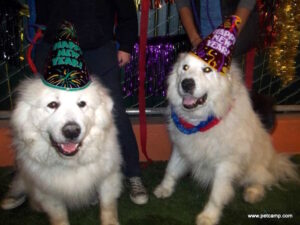 pet-camp-new-years-eve