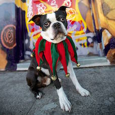 pet-camp-holiday-contest-left