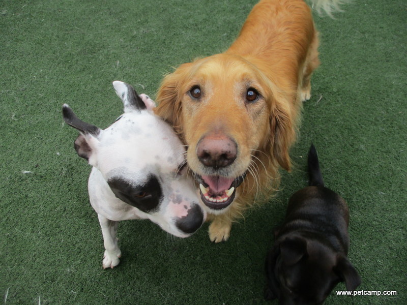 Homeschoolers need socialization, and so do dogs! Pet Camp