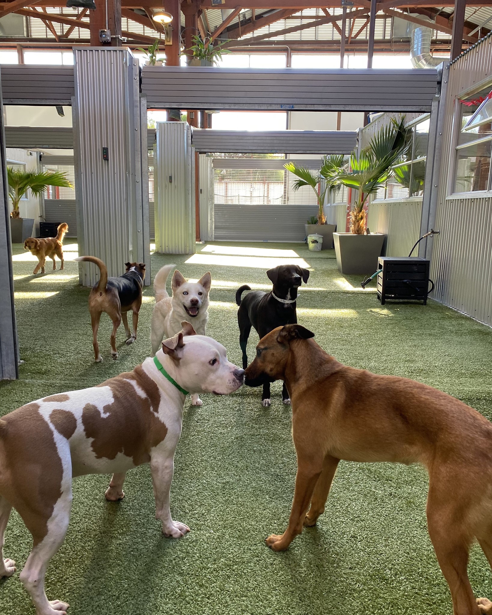 In Time of Need, San Francisco Shakes Down Small Businesses Pet Camp