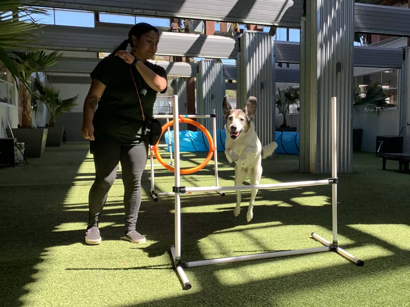 Canine Enrichment Solves Doggie Daycare Not For All Dogs - Pet Camp