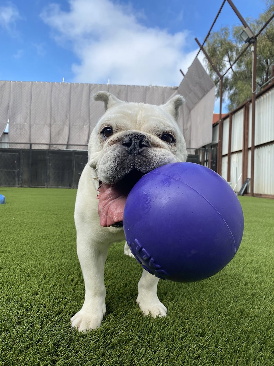 Canine Enrichment Solves Doggie Daycare Not For All Dogs - Pet Camp