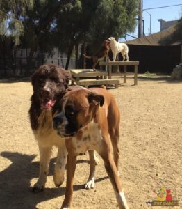 Petsmart doggie day outlet camp cost