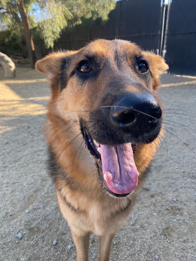 Super Bowl Party Not So Super For Dog Pet Camp