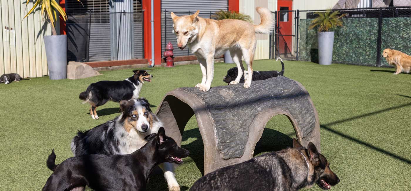 dogs on the playground