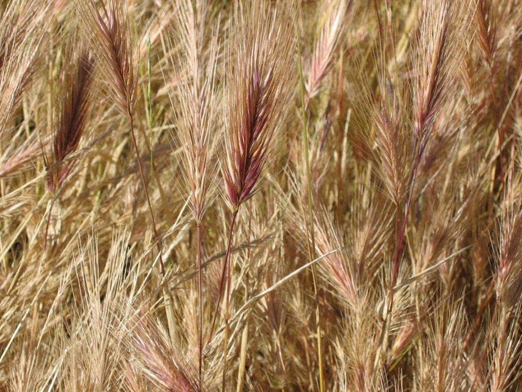 foxtail plant dog