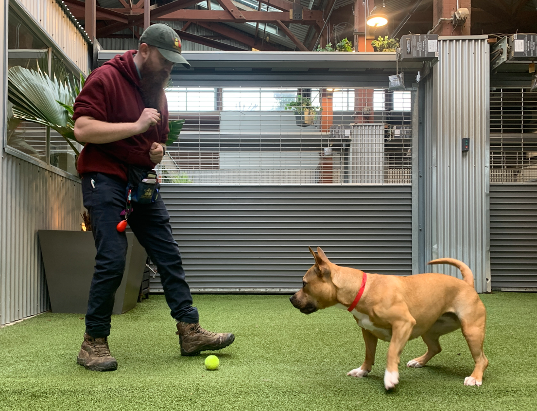 K9 Enrichment: Pet Camp Counselor trains with a dog using a ball and different commands.