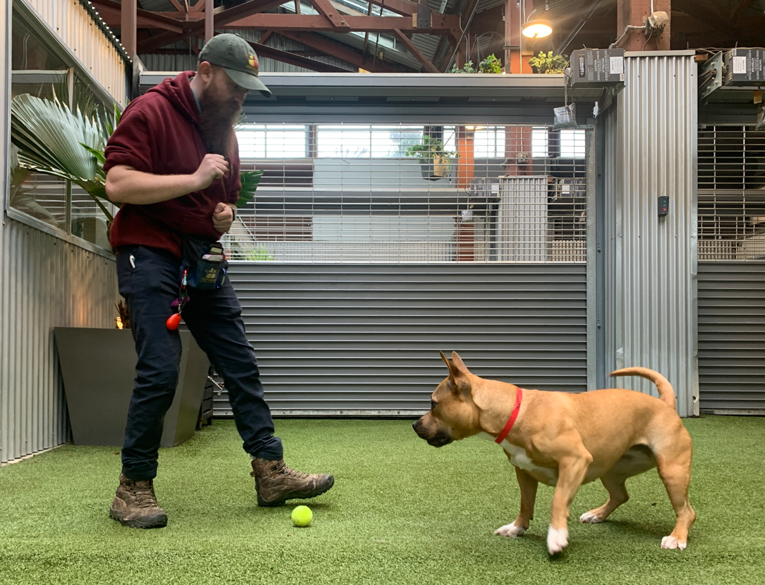 Enrichment Ideas for Dogs - The Modern Dog Trainer