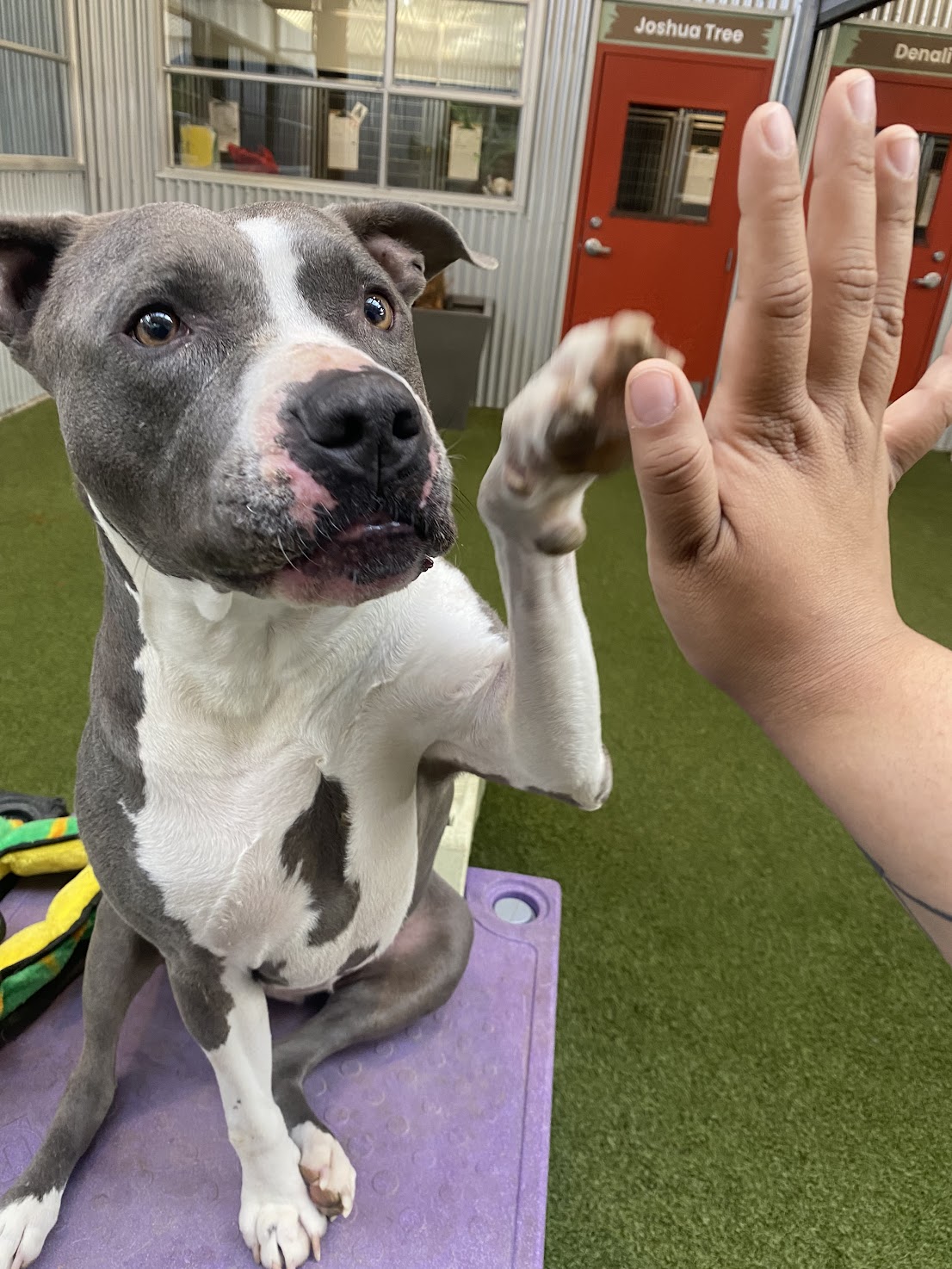 Example of Canine Enrichment at Pet Camp: A dog doing a high five trick with a Pet Camp counselor