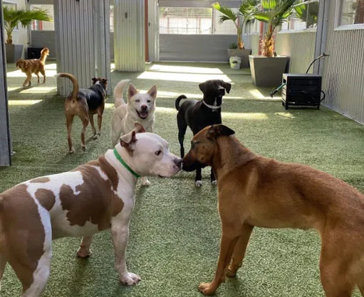 Dogs playing in daycare