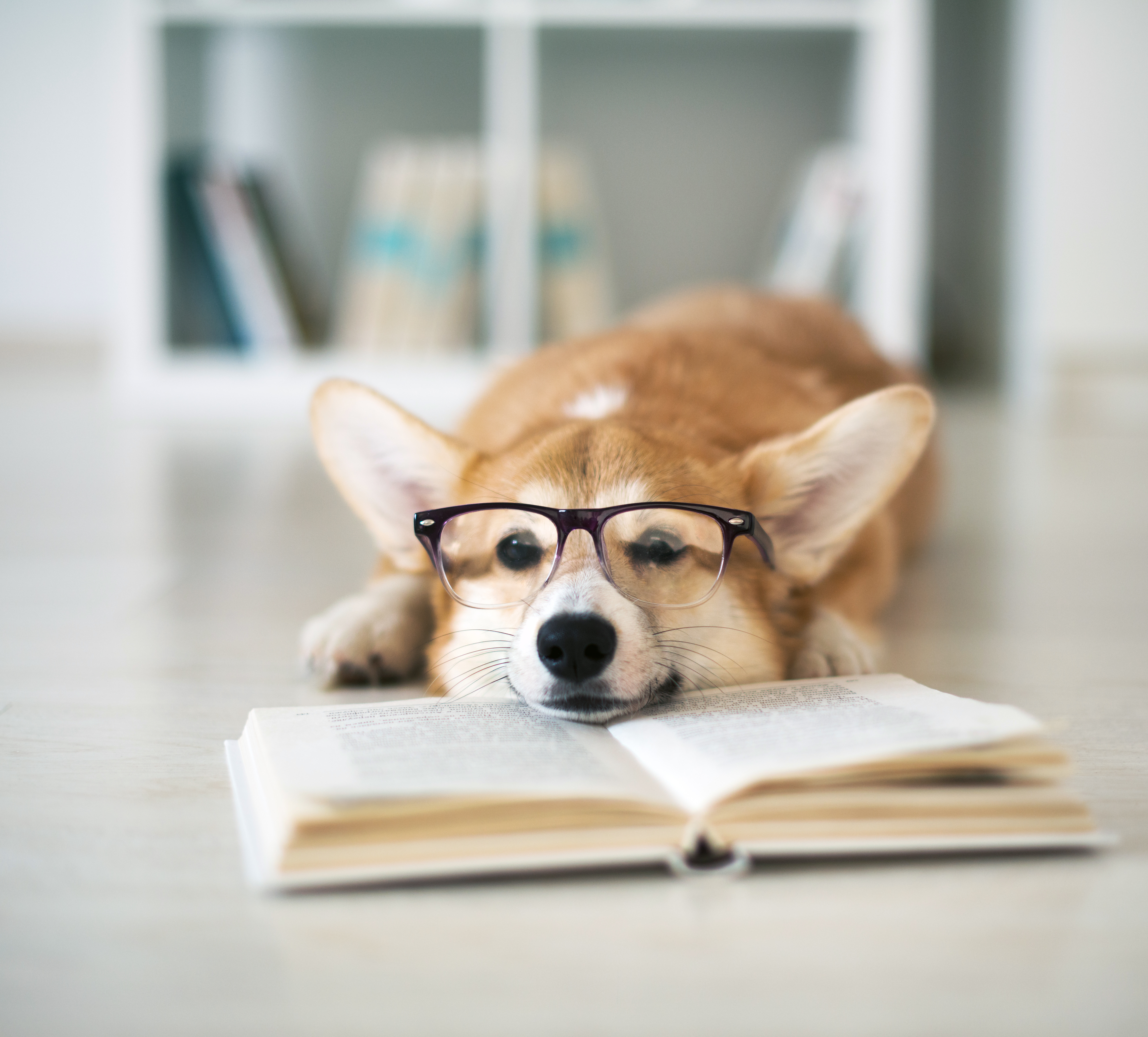 can reading help your dog