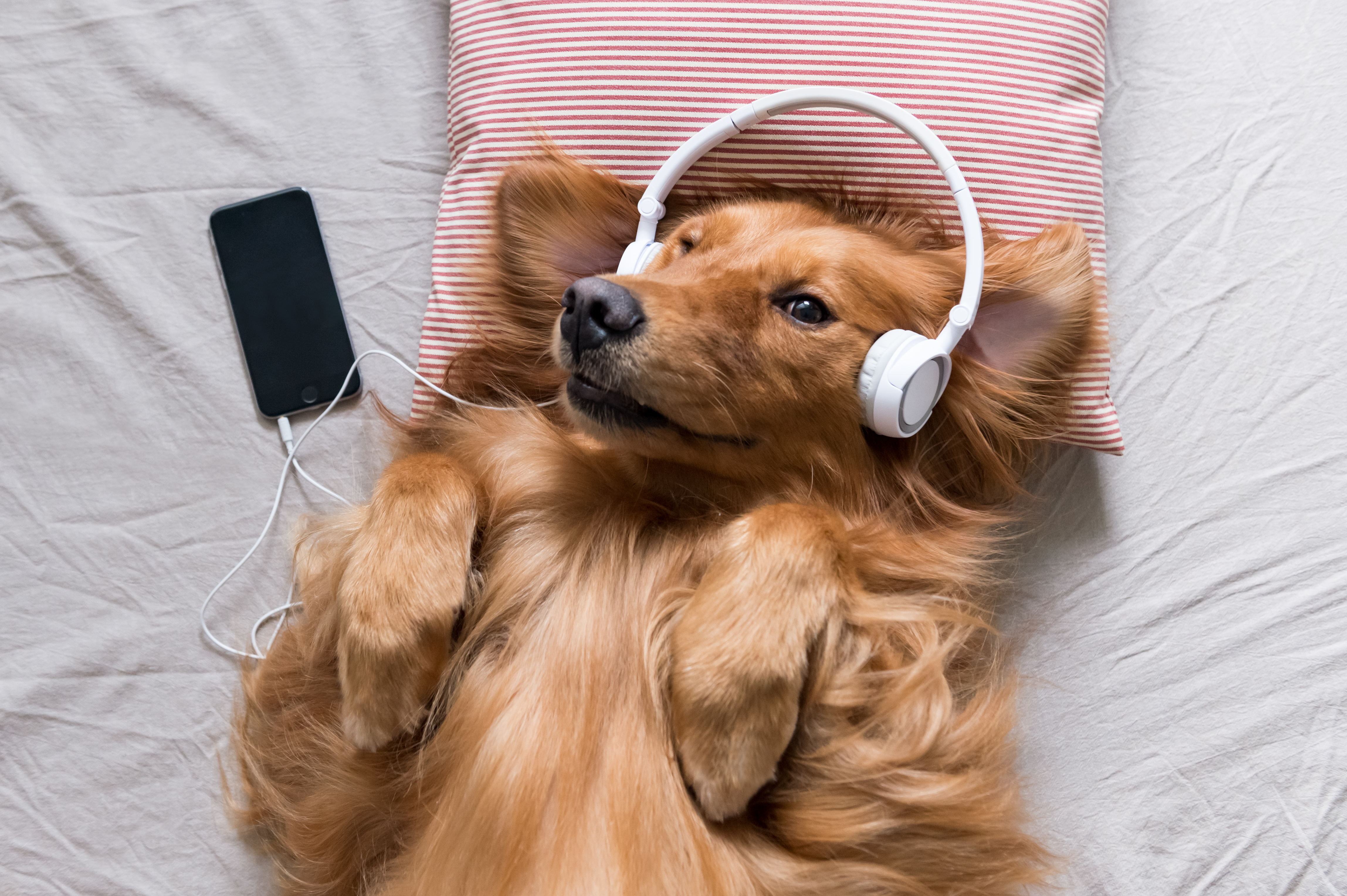 puppy listening to music
