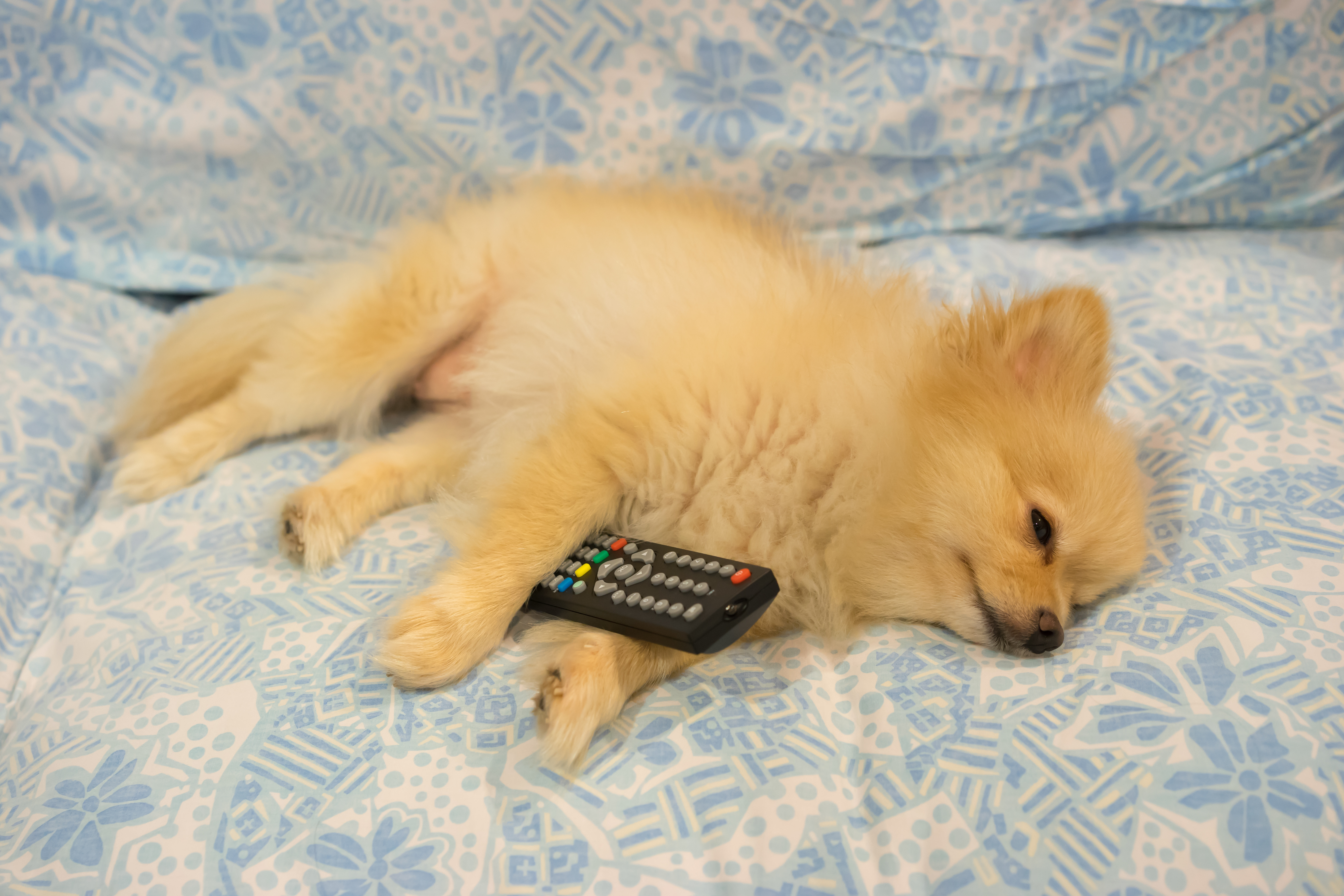 Dog tv best sale shows on netflix