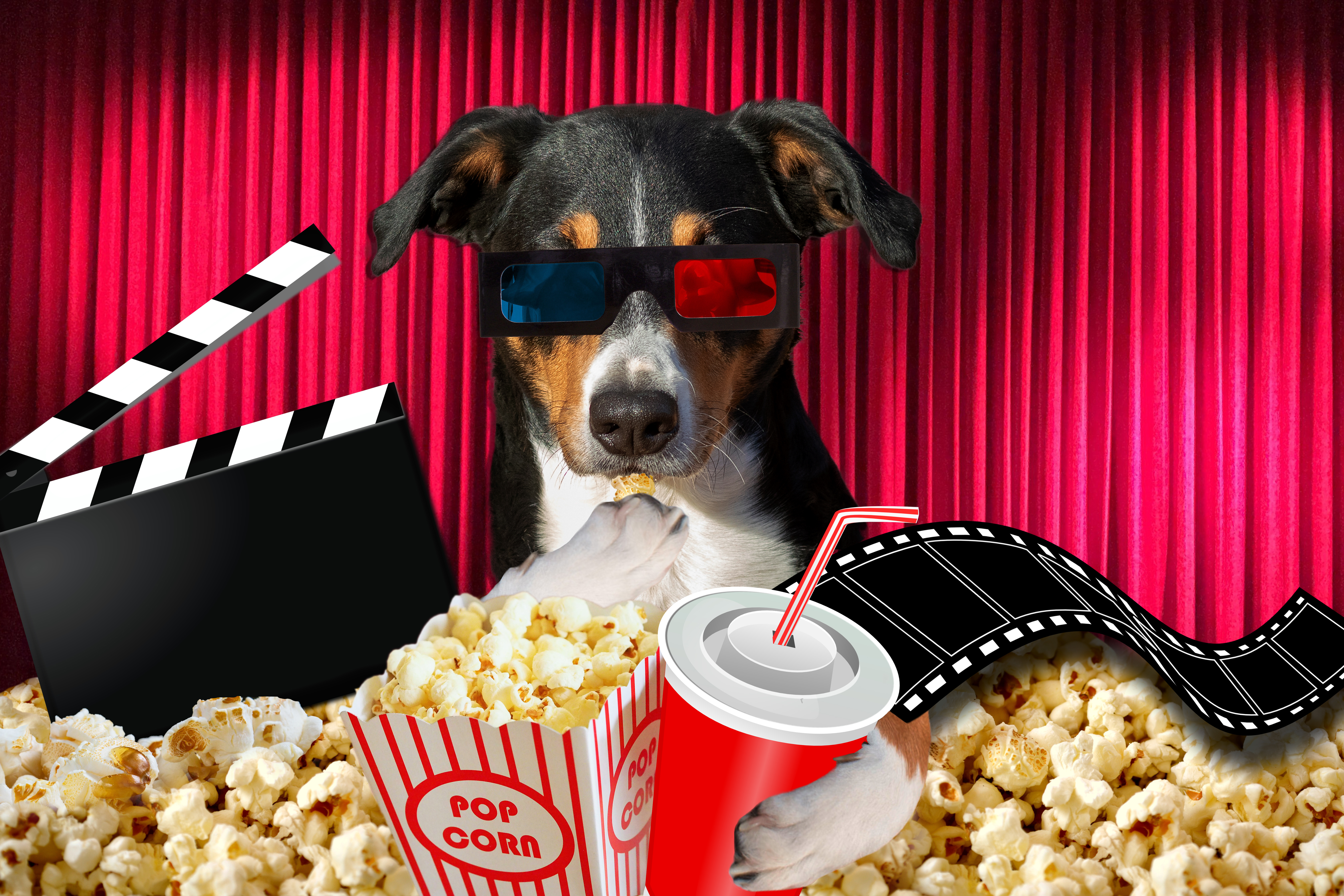 dog, cinema, movie, film, summer, blockbuster