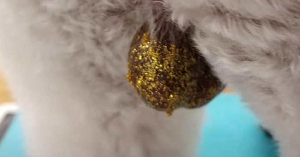 Dog with glitter store balls