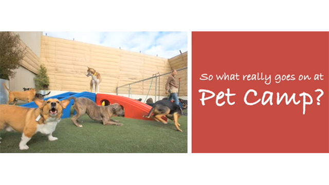 Pet Camp Virtual Tour San Francisco's Premier Cat/Dog Boarding