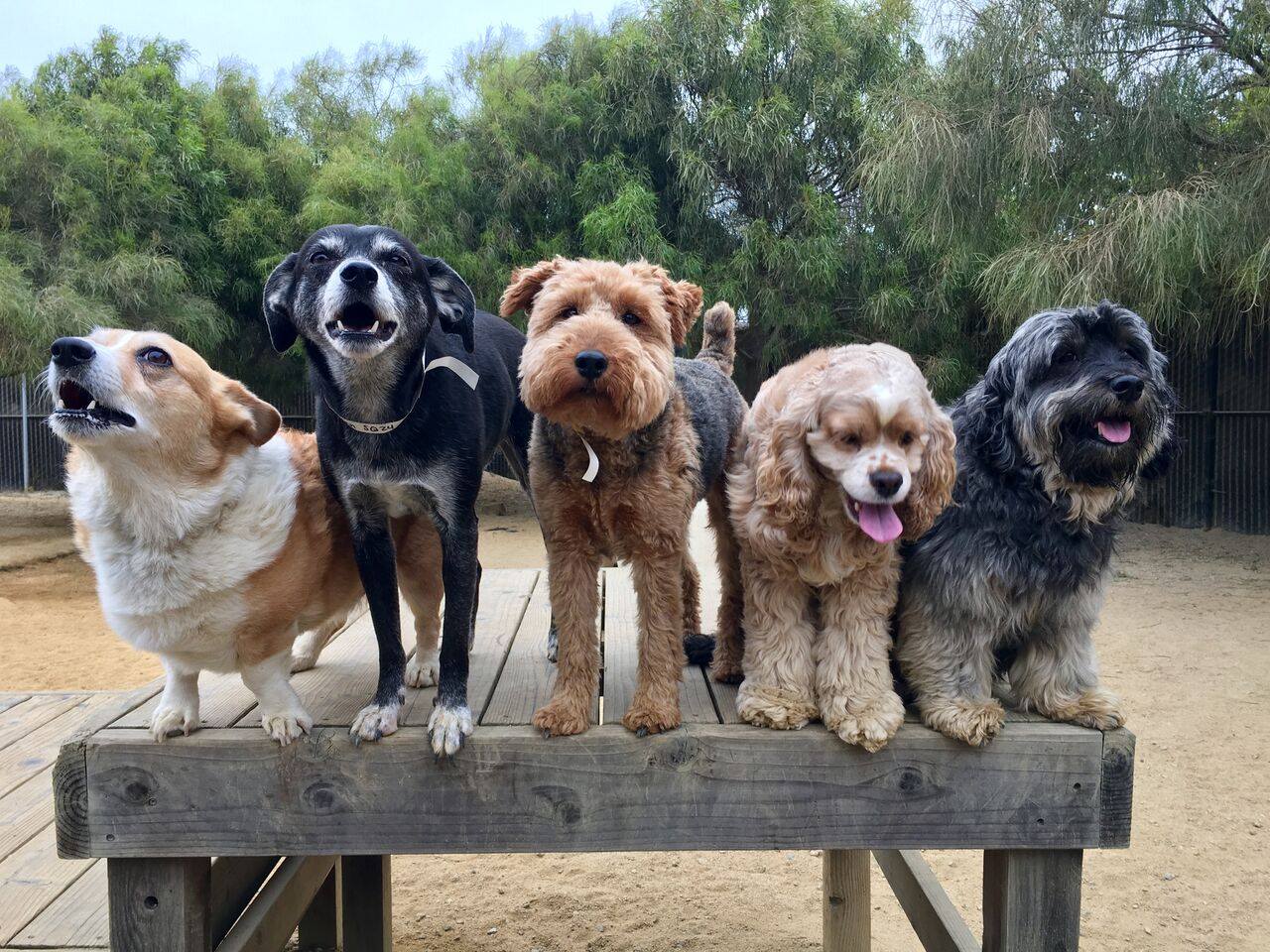 dog squad in the savannah