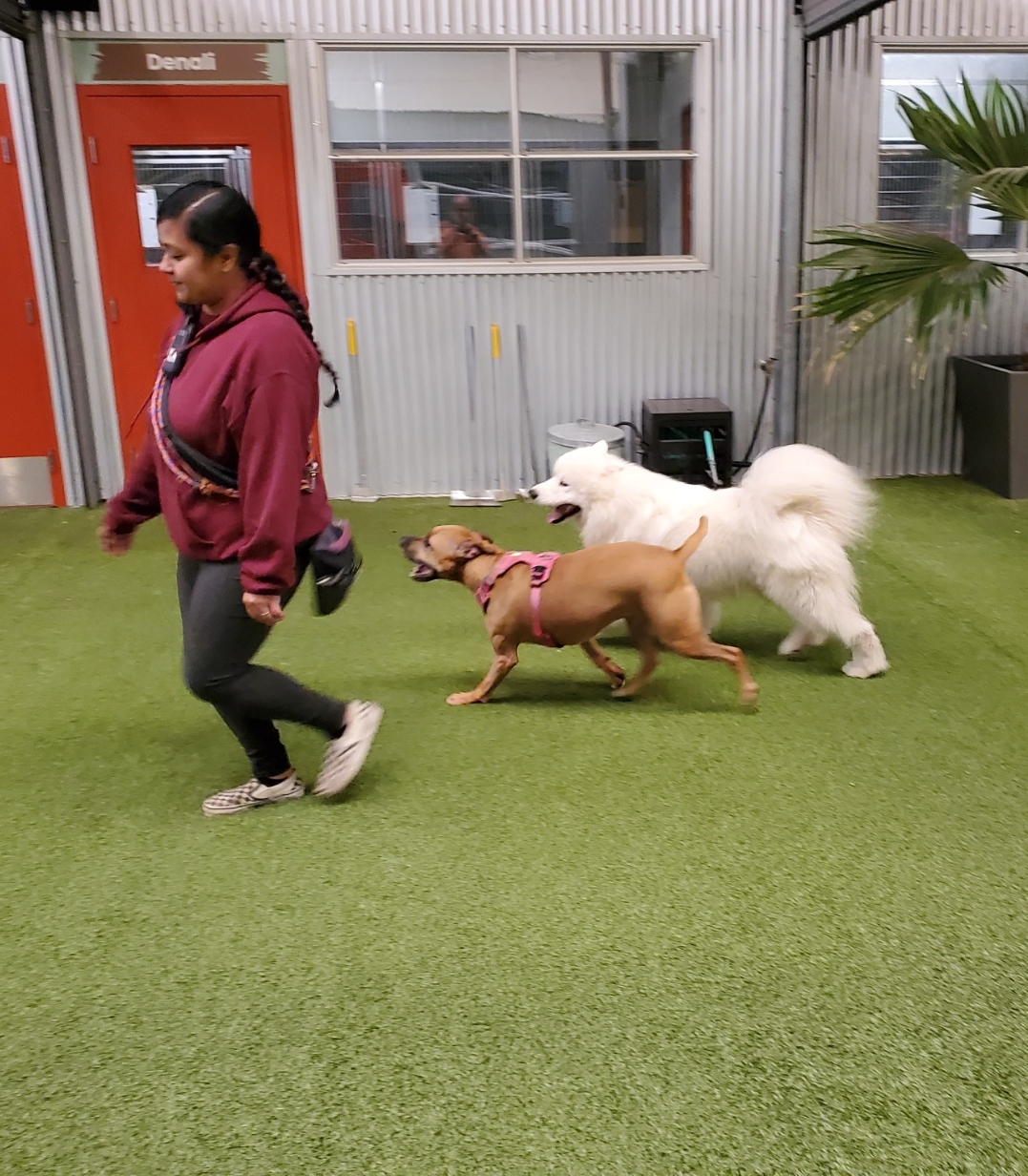 K9 Enrichment Program K9 Enrichment Play Group