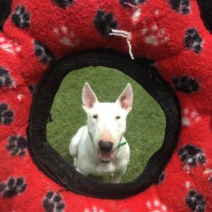 Pet Camp Dog And Cat Camper Cameos Blog And Pictures