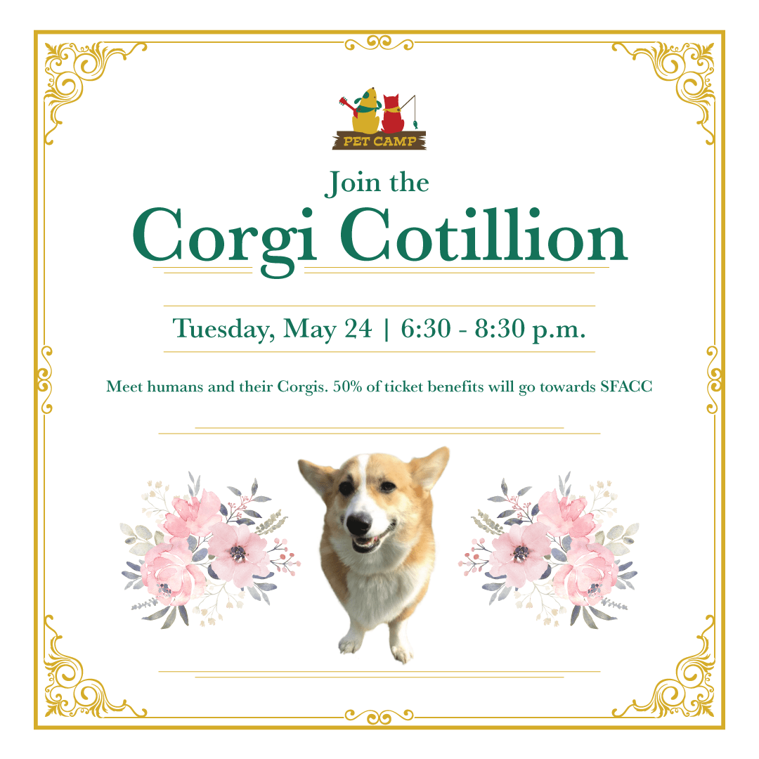 Join the Corgi Cotillion