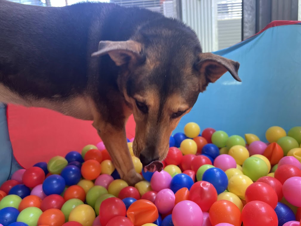 Pet Camp Main Campground August 7th, 2022 Pet Camp