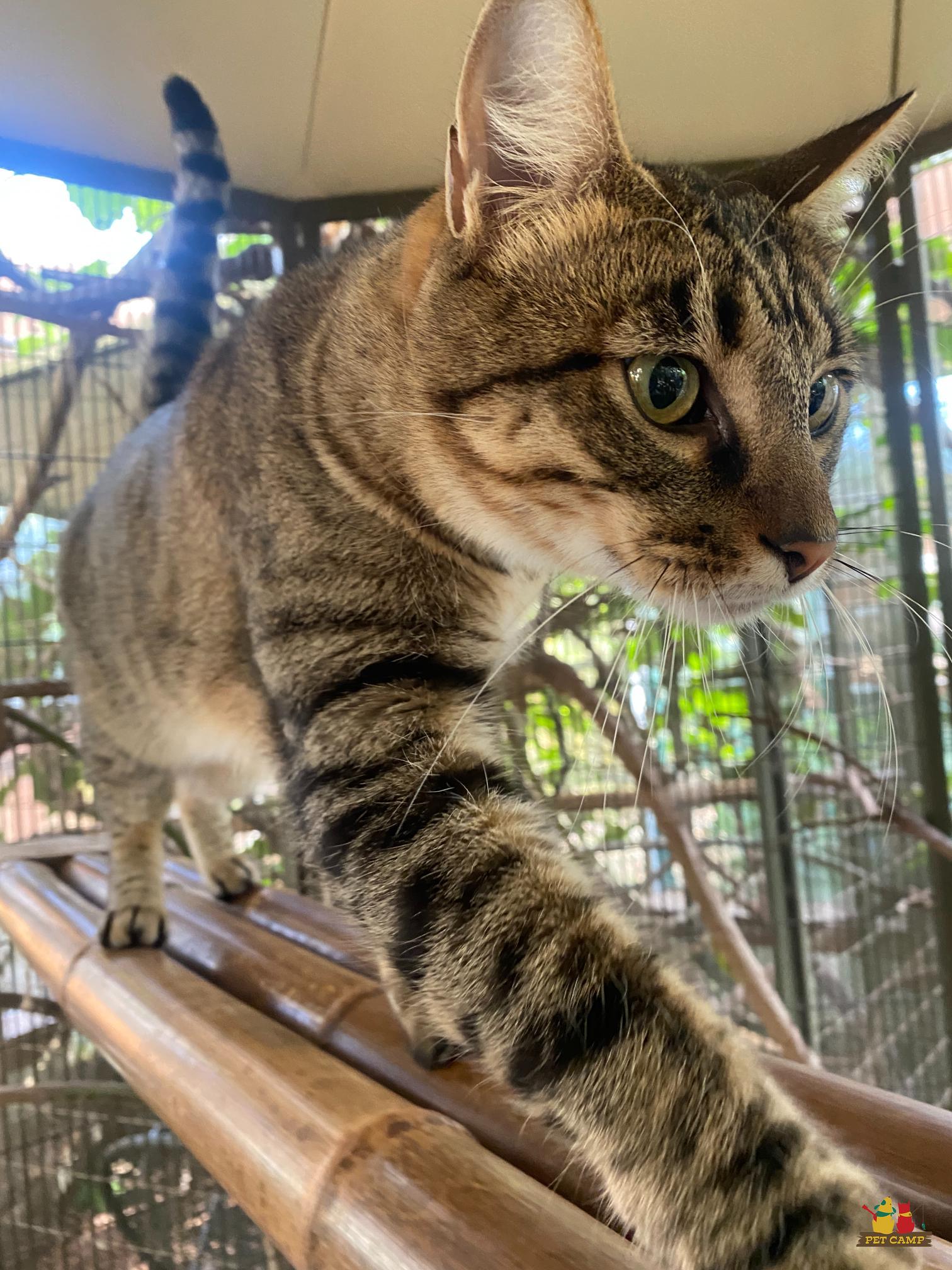 pet camp cat safari reviews